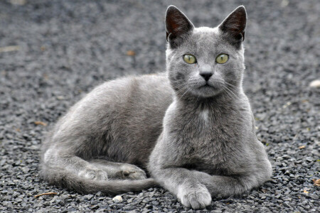 ネコ, 目, コシャク, 見て, Tomcat