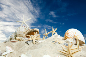 바닷가, 모래, 바다, 조개, 껍질, 하늘, 불가사리, 별