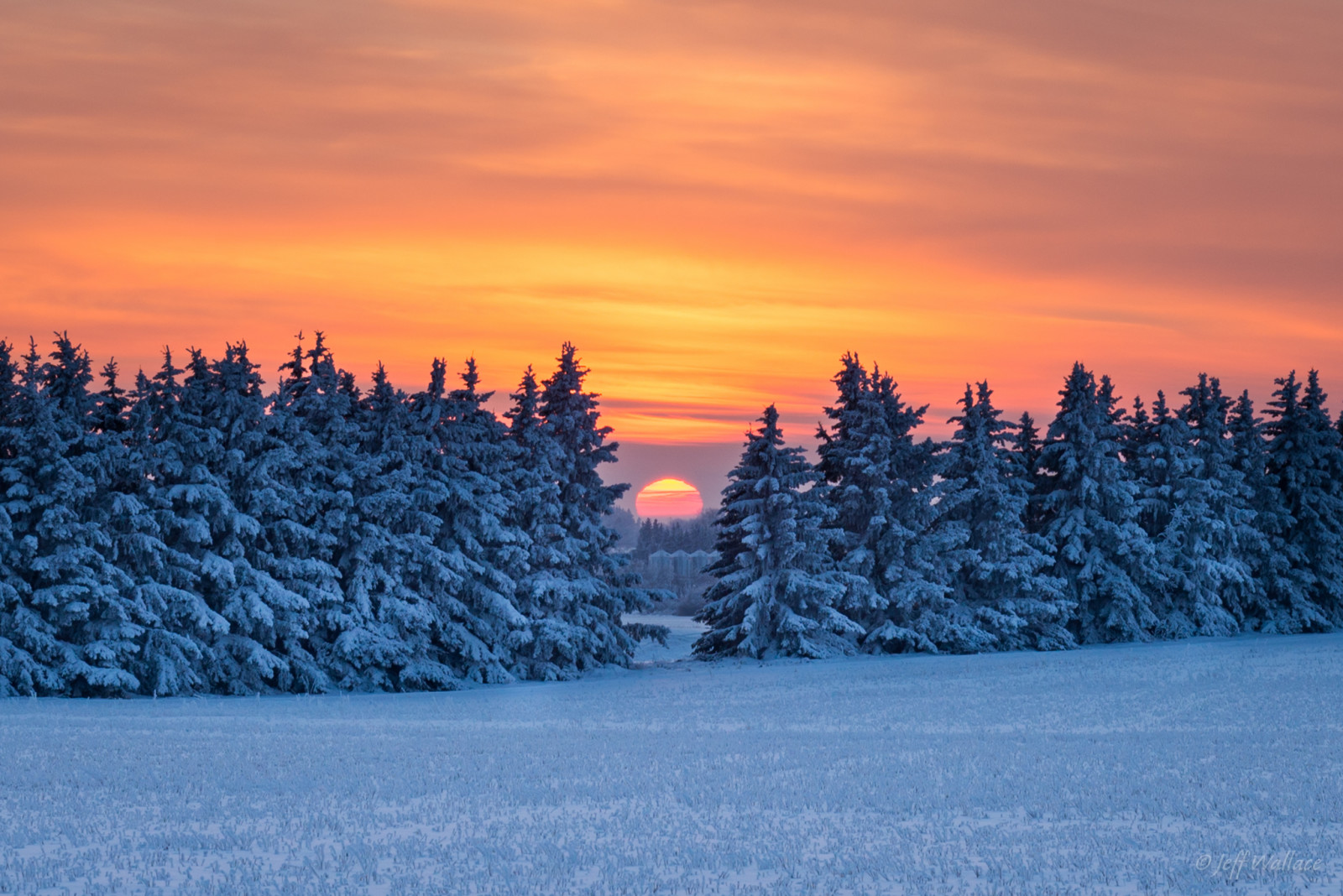 salju, hutan, matahari terbenam, musim dingin