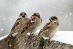 鳥, 雪, すずめ, 冬