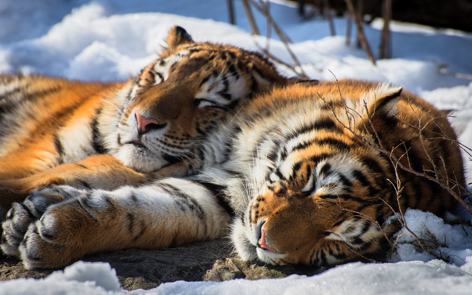 雪, 动物, 虎, 西伯利亚人