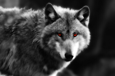 目, 見て, 捕食者, 狼
