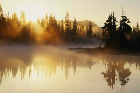 霧, 朝, 川, 日の出, 木