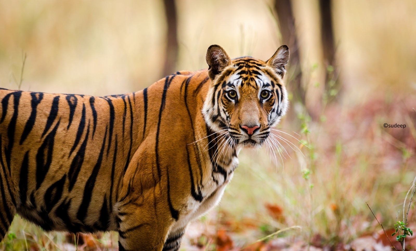 wajah, strip, predator, kucing garong, harimau Bengali