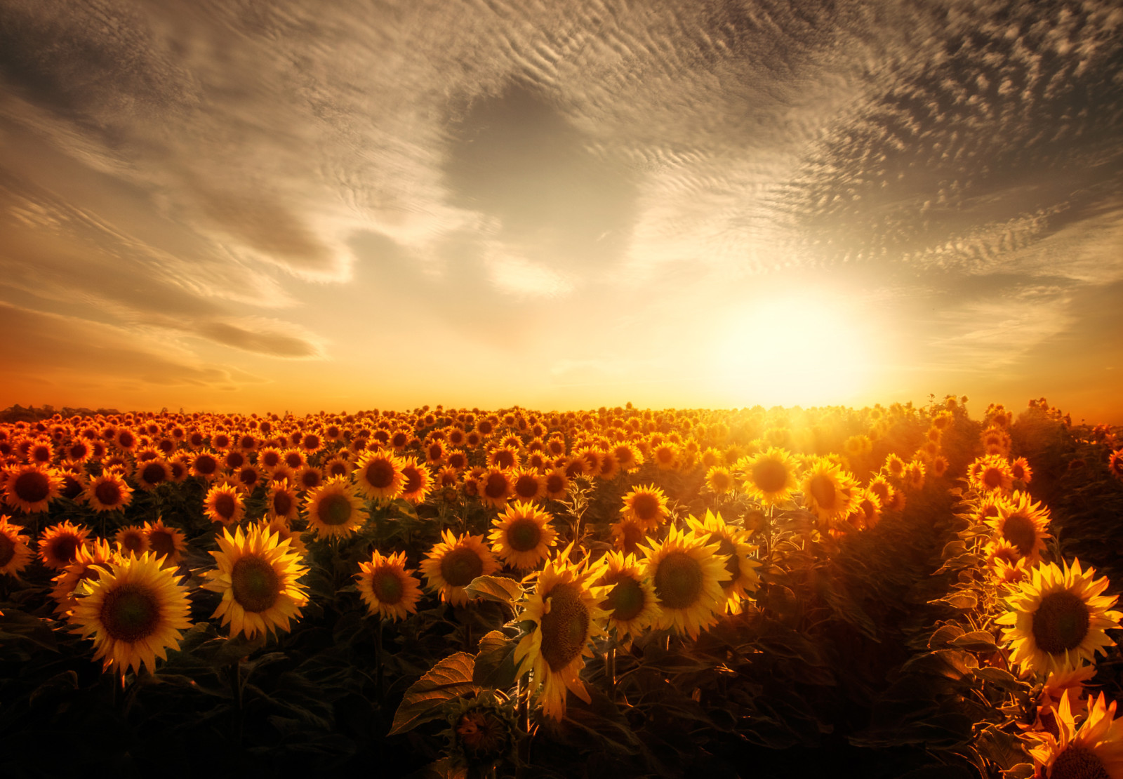 cánh đồng, mặt trời, hoa hướng dương