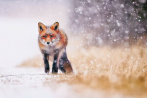 狐, 雪, 冬