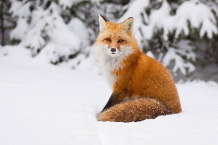 狐, 赤, 雪, 冬