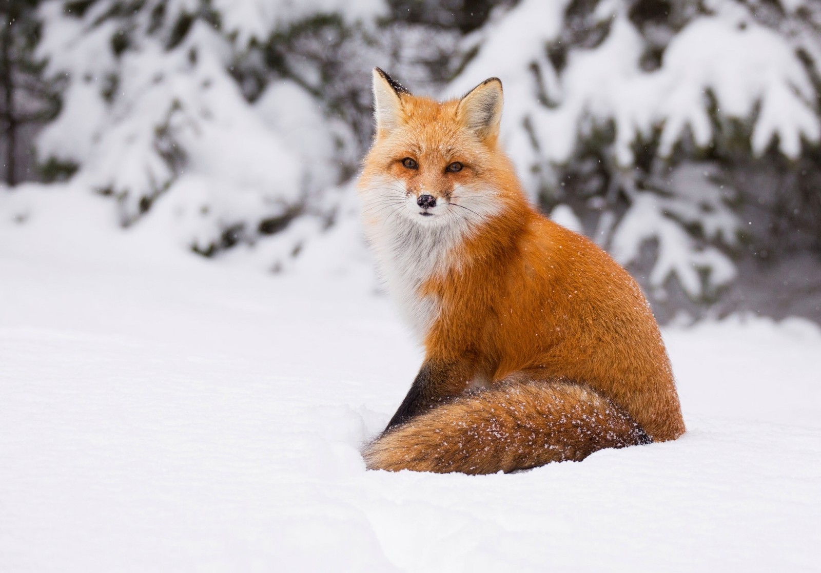 雪, 冬, 赤, 狐