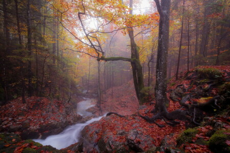 가을, 안개, 숲, 강