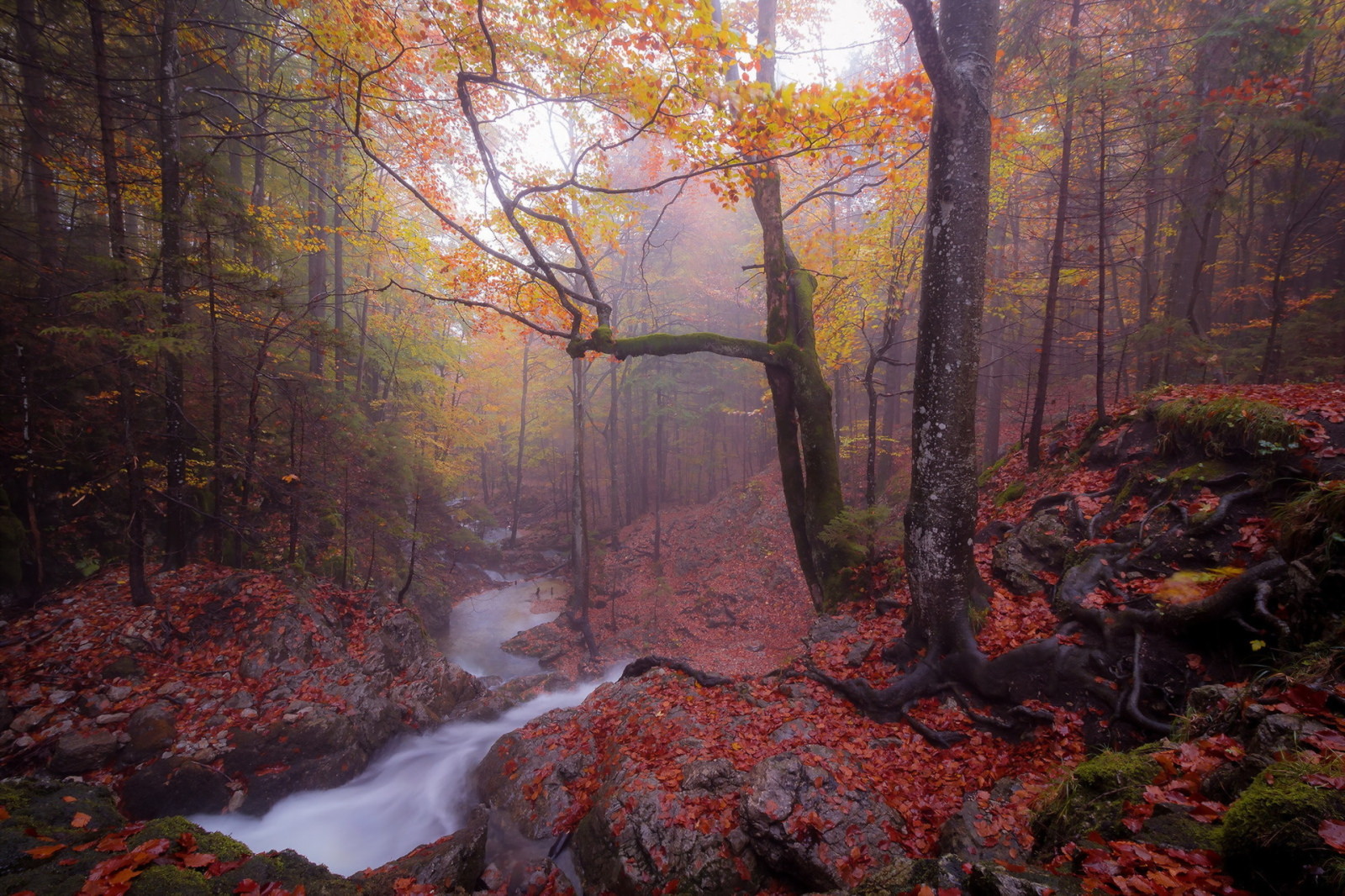 musim gugur, hutan, sungai, kabut