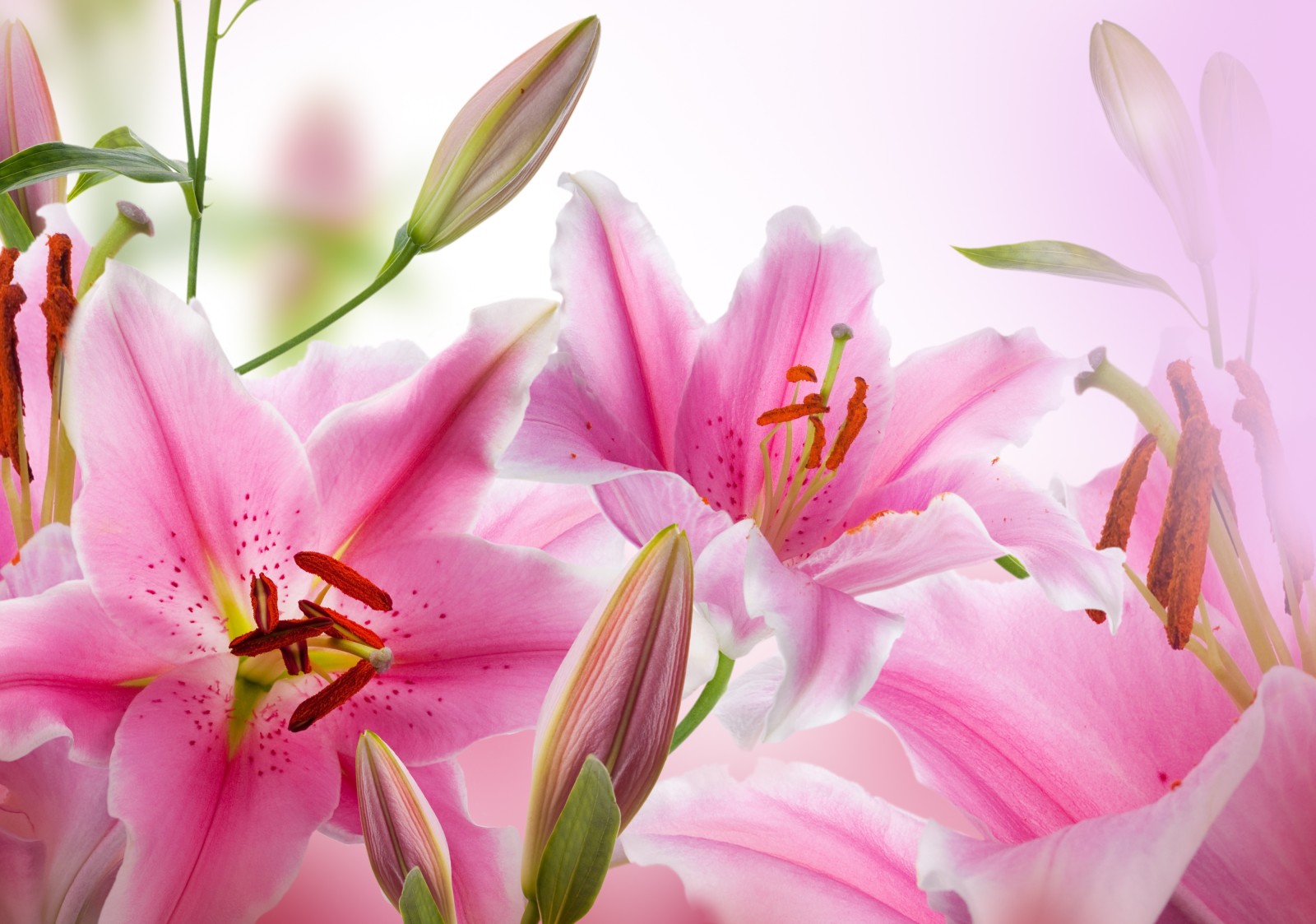 Daun-daun, kelopak, tunas, berbunga, bunga, Pink Lily