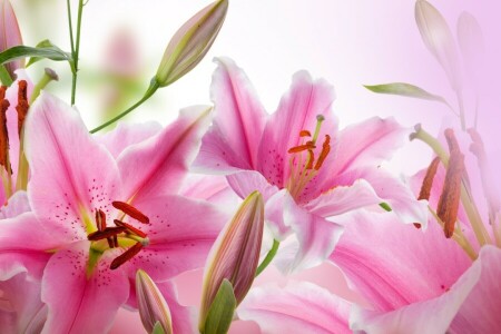 ブロッサム, つぼみ, 開花, 葉, 花びら, ピンクのユリ