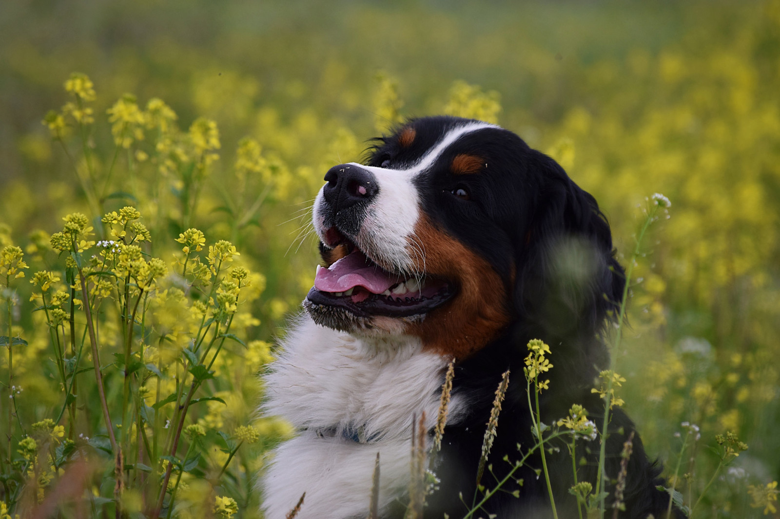 anjing, wajah, bunga-bunga, Kegembiraan, Anjing gunung Bernese