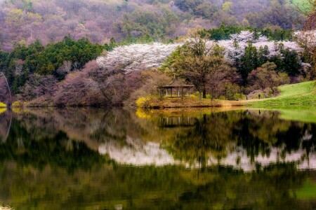 開花, 森林, ガゼボ, 湖, 山, 反射, 岸, 韓国
