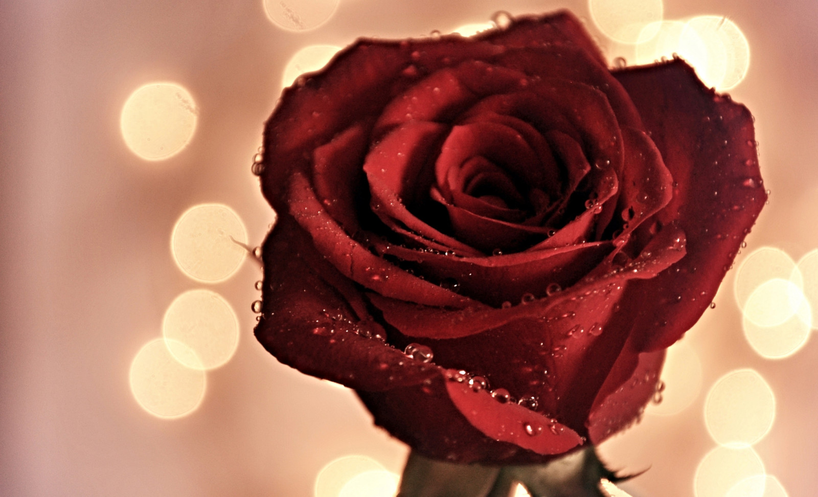 Hoa hồng, Nước, bông hoa, giọt, cánh hoa, Nụ, Rosa