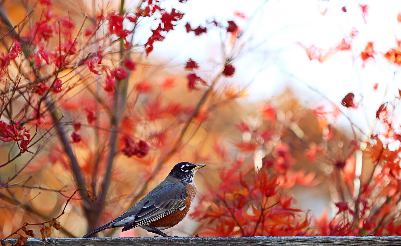 mùa thu, Thiên nhiên, chim
