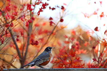 秋, 鳥, 自然