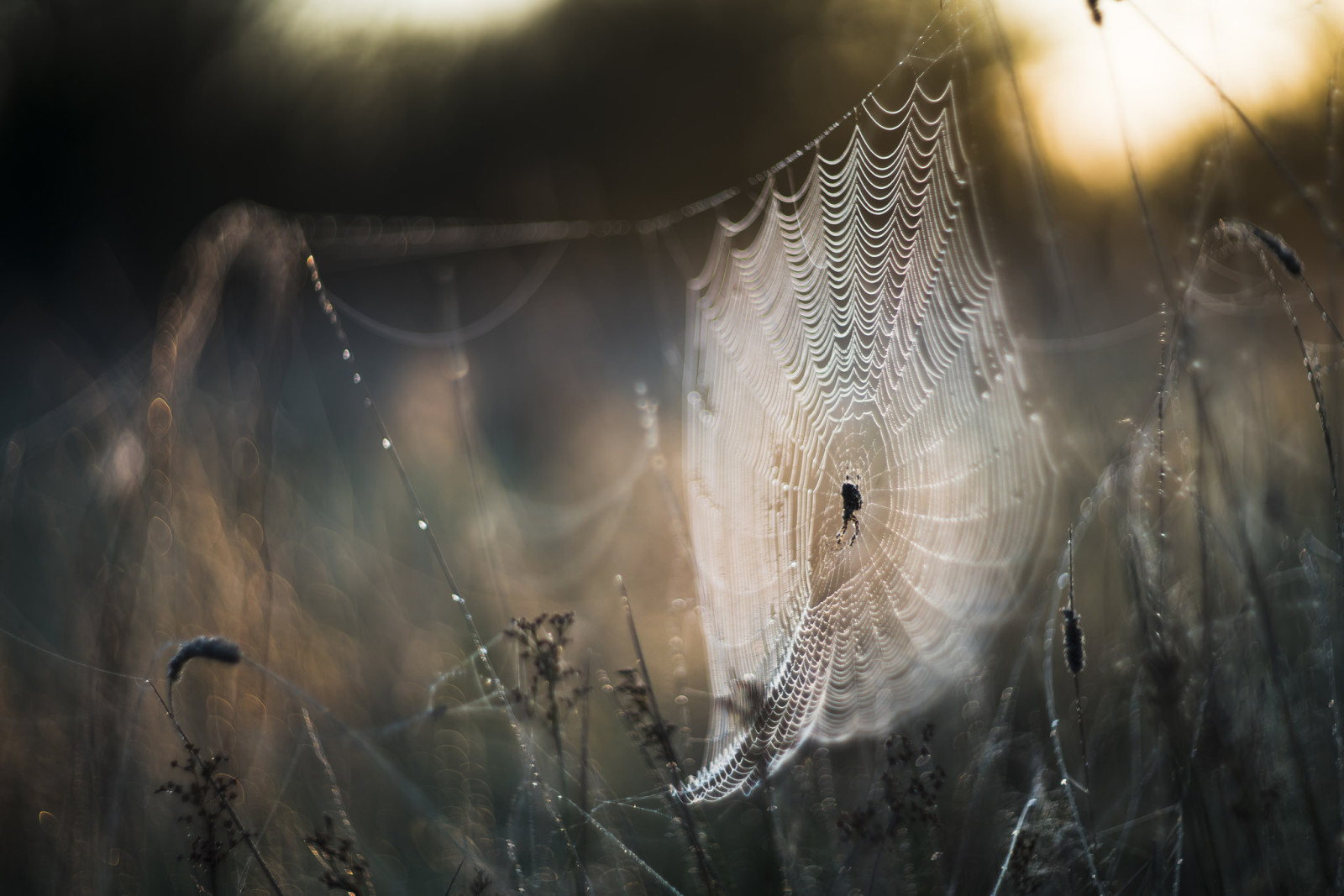 mùa thu, Thiên nhiên, web