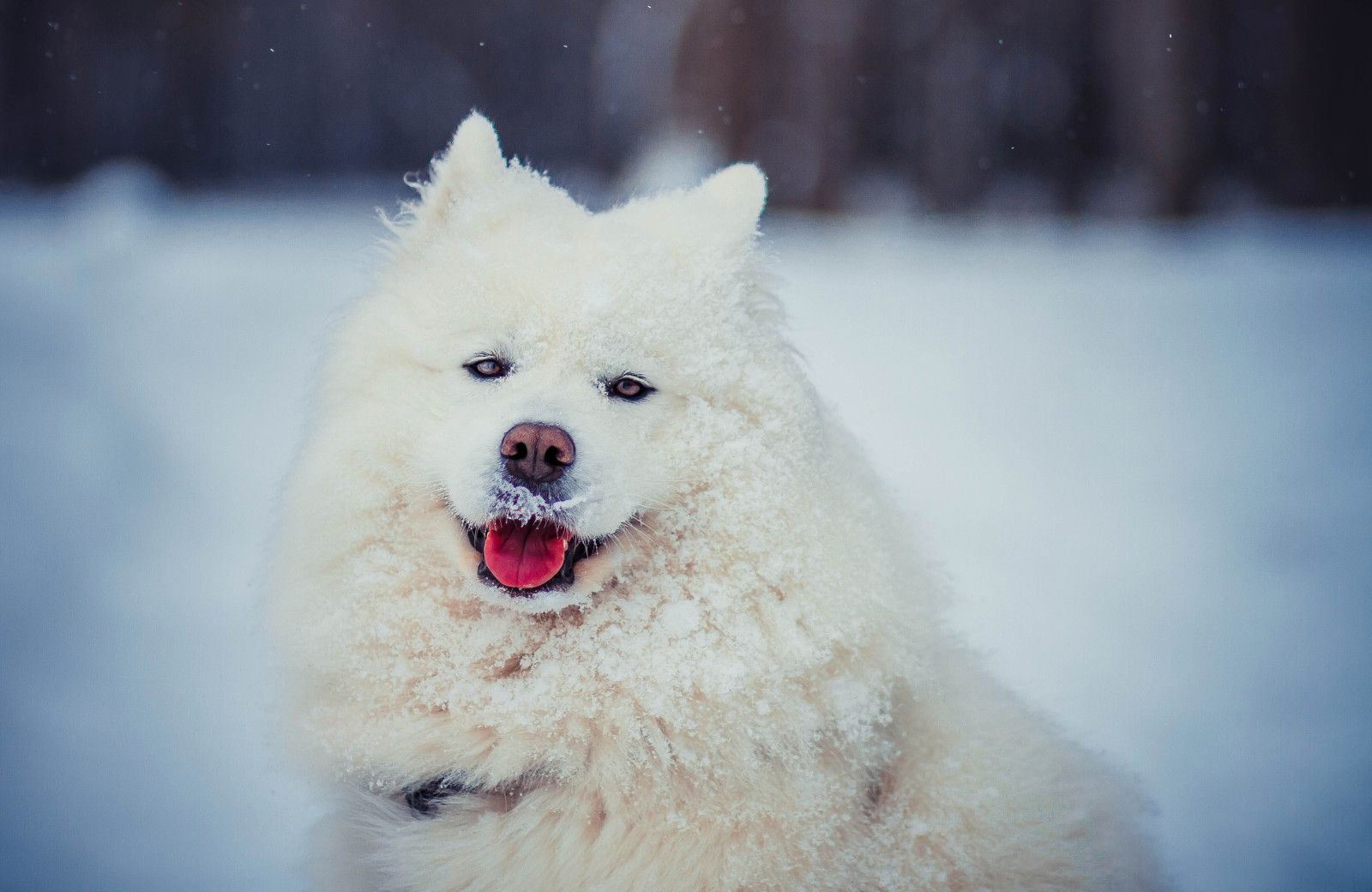 雪, 看, 狗, 面对, 冬季, 白色, 语言, 萨摩耶