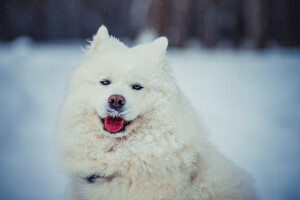 犬, 面, 言語, 見て, サモエド, 雪, 白い, 冬