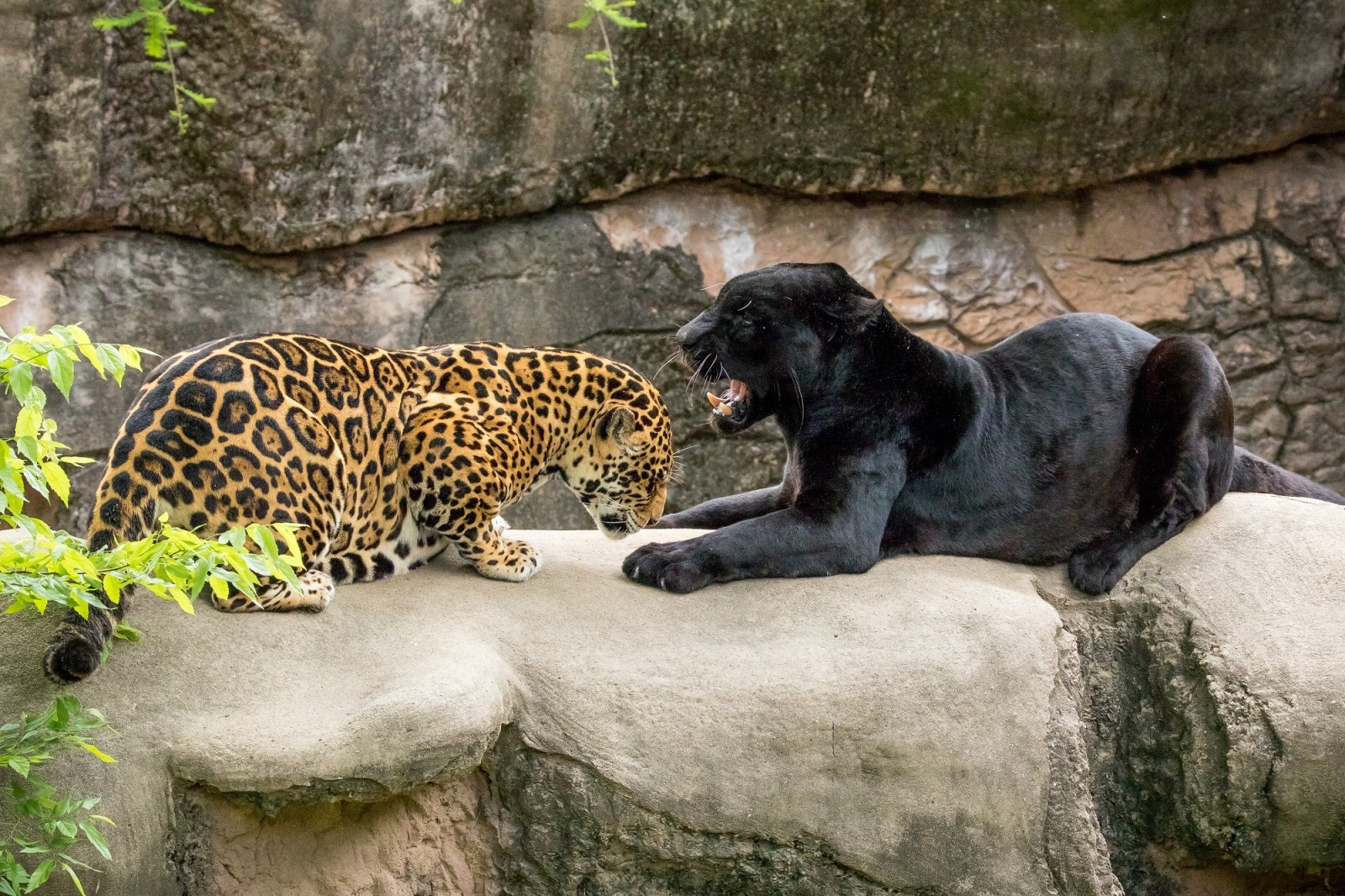 ペア, 恵み, 動物園, にやにや, パンサー, ジャガー, 野生の猫, 黒ジャガー