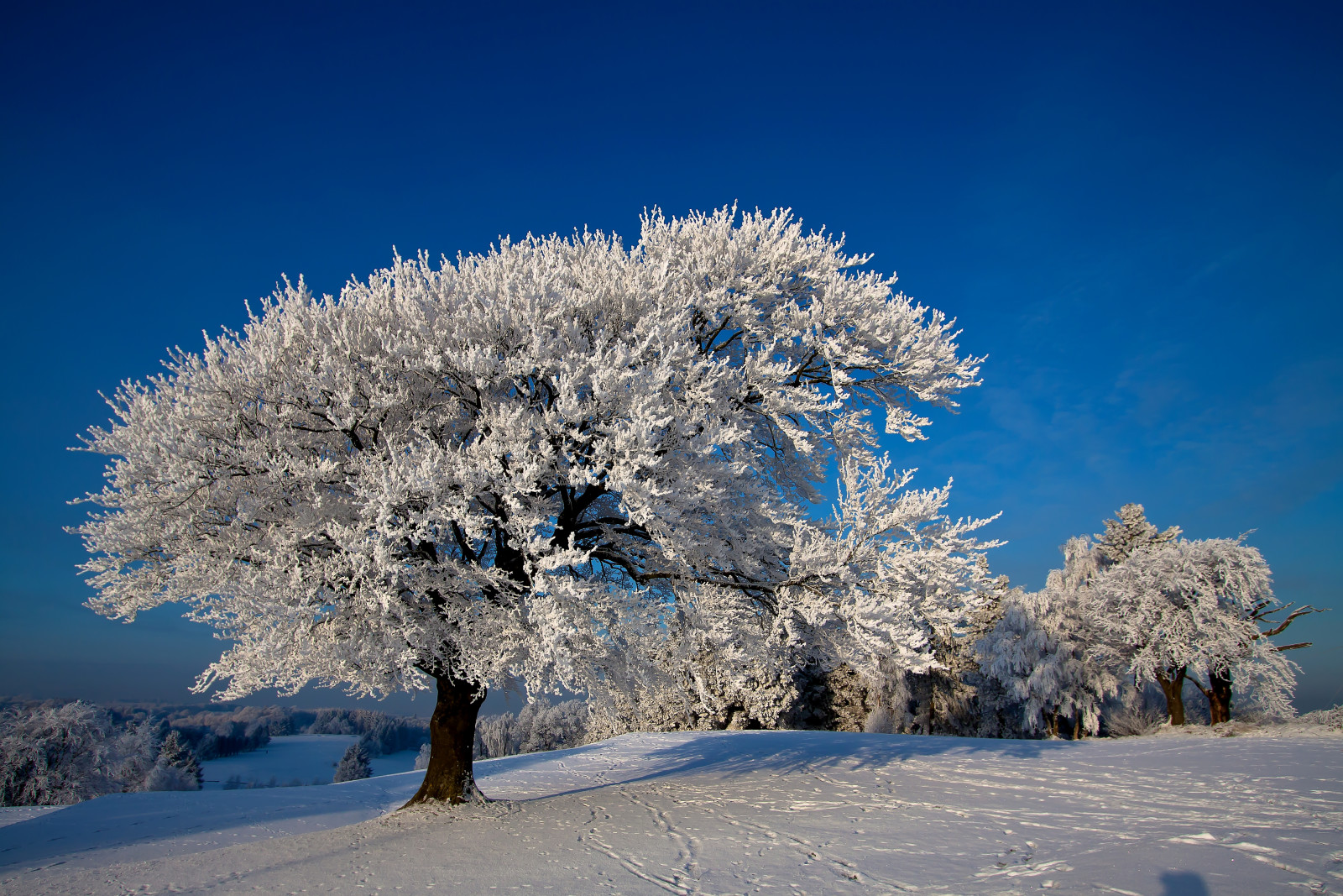 salju, alam, musim dingin, pohon, foto