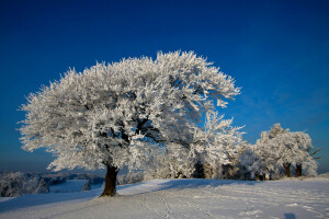 自然, 写真, 雪, 木, 冬