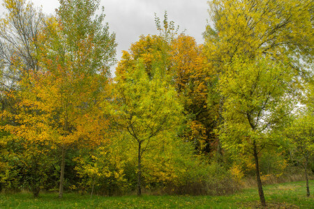가을, 구름, 잔디, 하늘, 나무