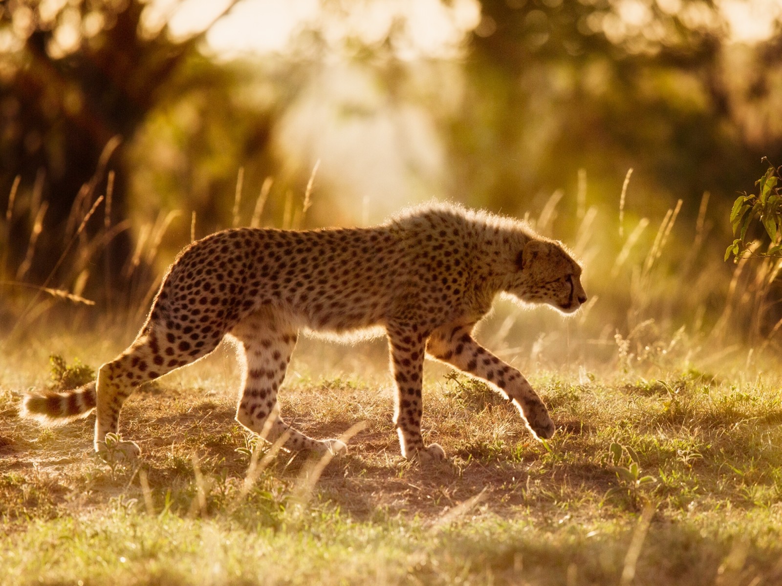 野生の猫, アフリカ, チーター