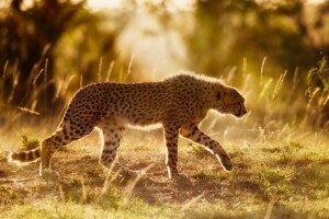 アフリカ, チーター, 野生の猫