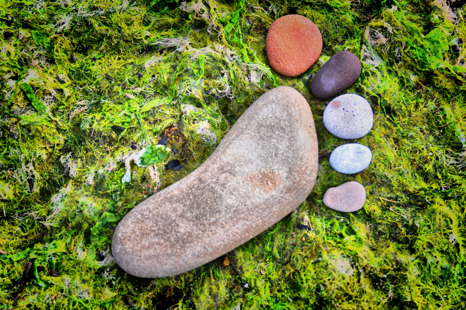 石头, 多彩的, 苔藓, 脚丫子