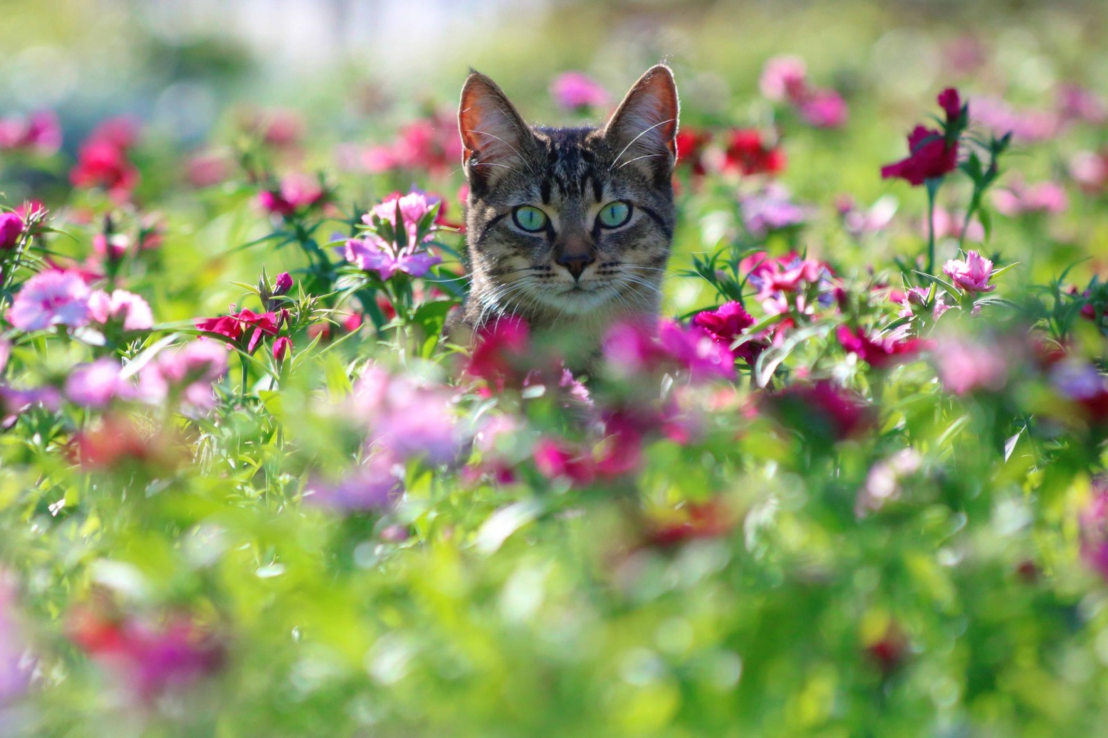 nhìn, Bo mạch, con mèo, những bông hoa, mõm, Đinh hương
