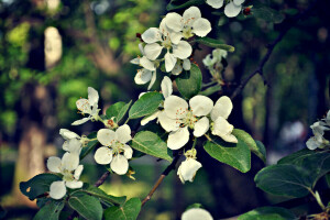 사과, 꽃들, 봄