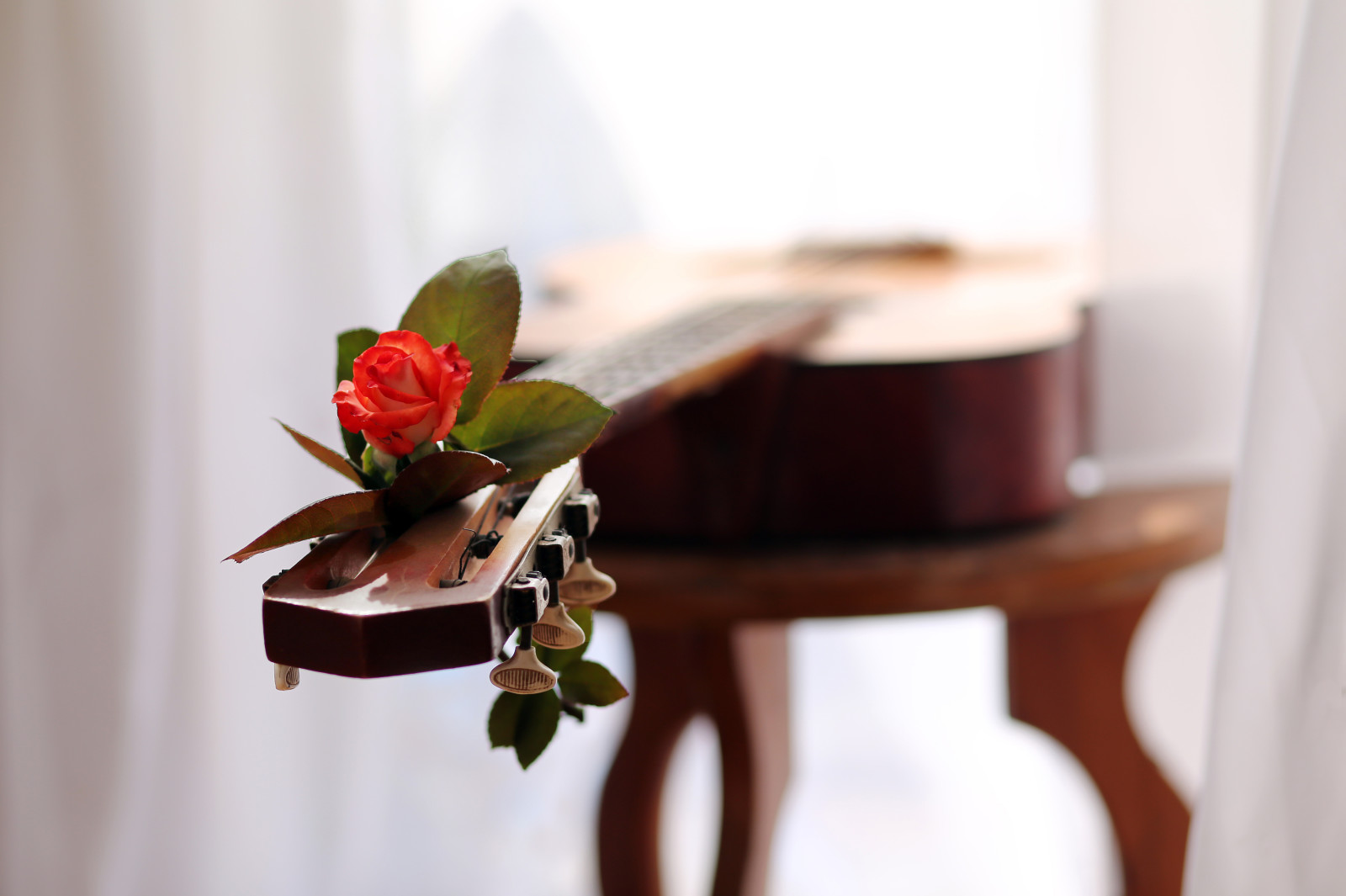 爱, 玫瑰, 音乐, 吉他, 旋律
