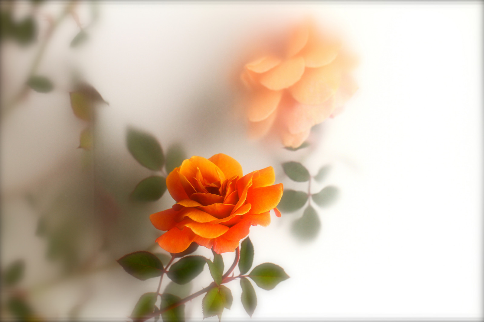 mơ hồ, Hoa hồng, lá, trái cam