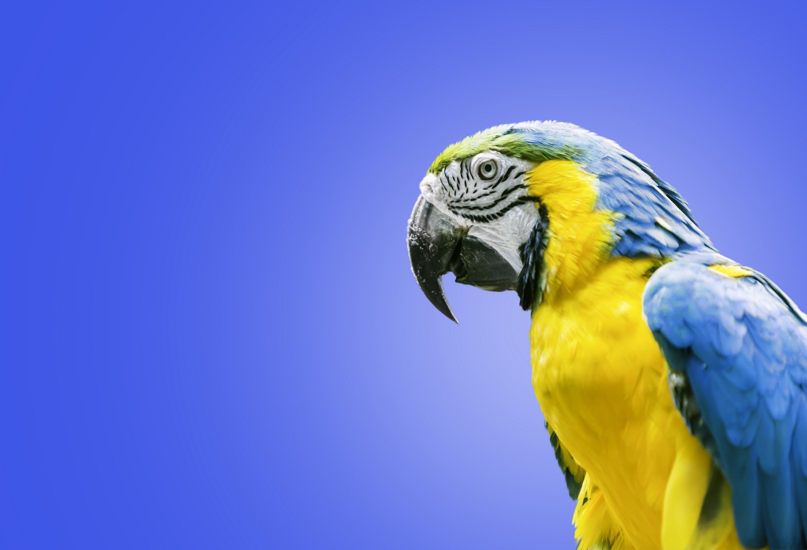 นก, นกแก้ว, ara, มาคอว์สีฟ้าและสีเหลือง
