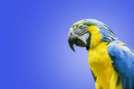 あら, 鳥, 青と黄色のコンゴウインコ, オウム