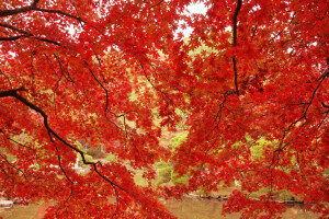 秋, 枝, 葉, もみじ, パーク, 池, 深紅, 木