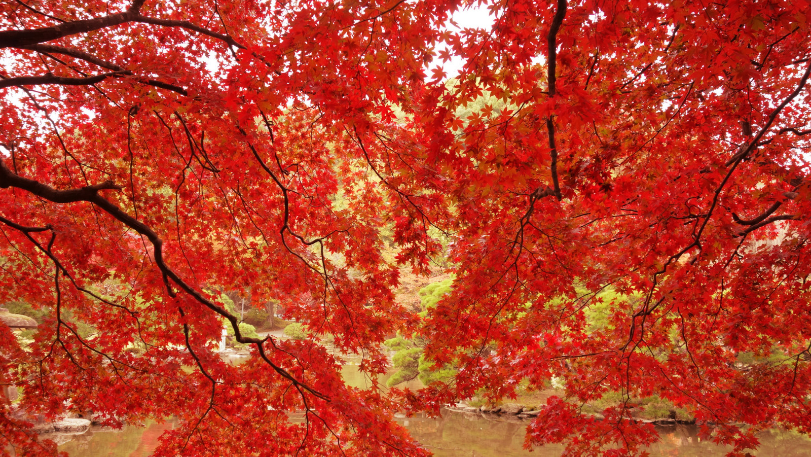 秋季, 分行, 公园, 树木, 树叶, 池塘, 枫, 深红色