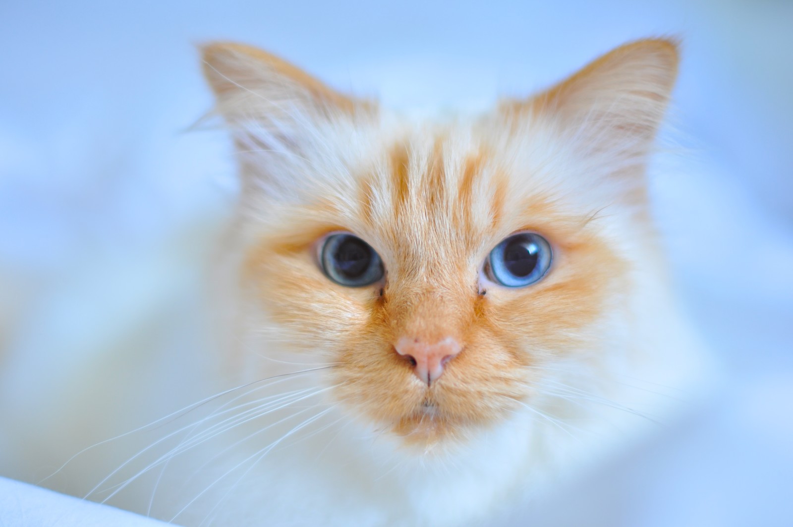 nhìn, con mèo, mắt xanh, mõm