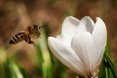 蜂, 花, 昆虫, 自然, 蜜, 白い