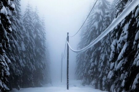森林, 電力線, 雪, 冬