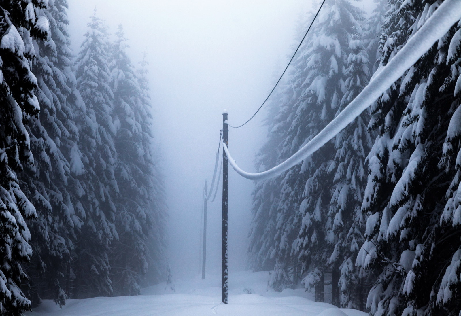 눈, 숲, 겨울, 전력선