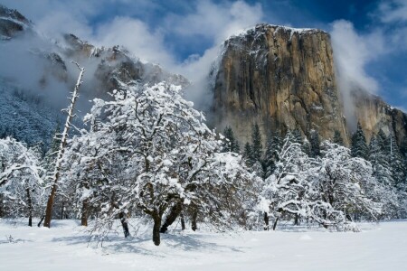 CA, 캘리포니아, 마운틴 엘 캐피 탄, 산, 눈, 선장, 나무, 겨울
