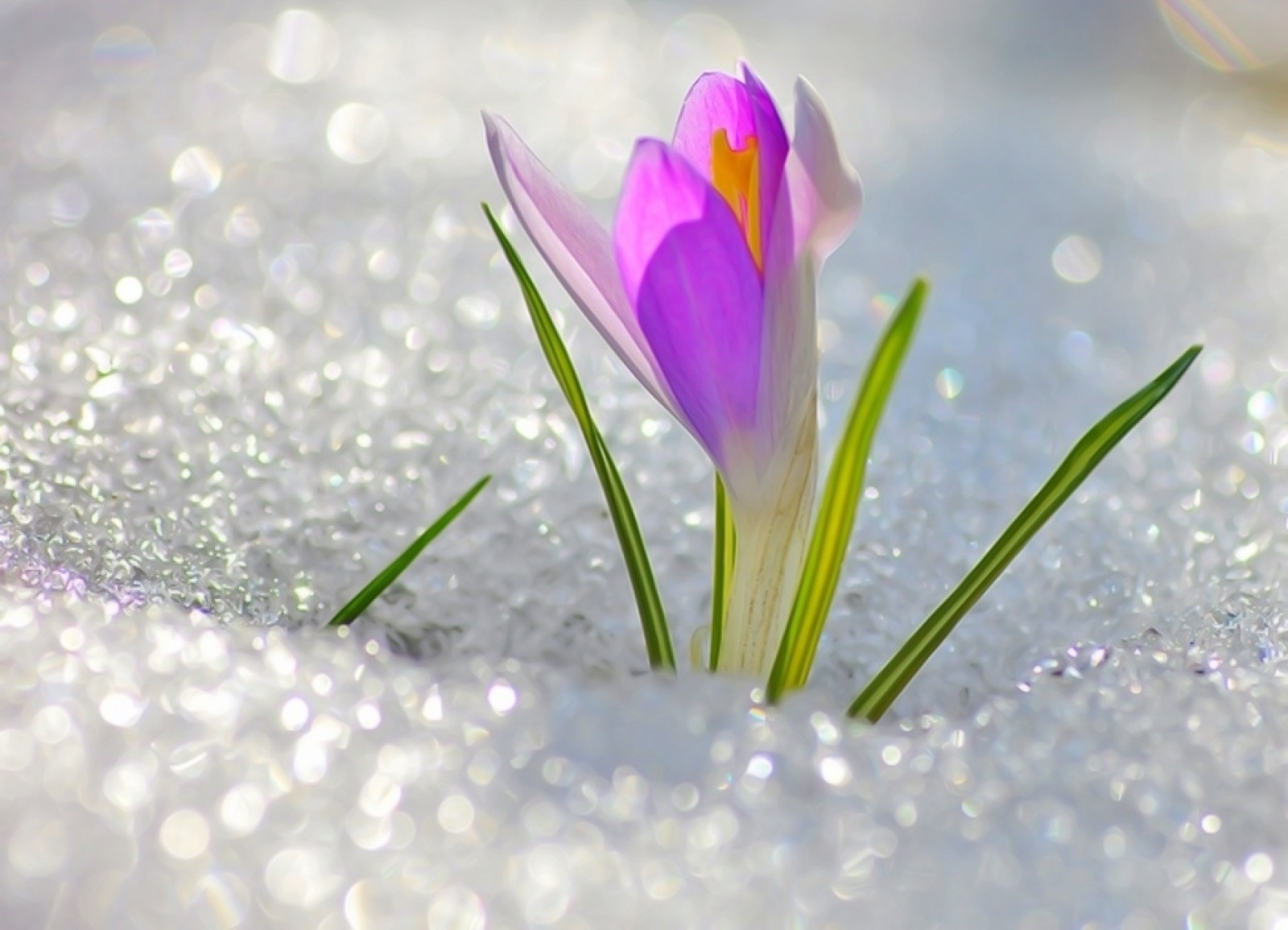 tuyết, mùa xuân, dễ thương, bông hoa, Krokus, tháng Ba, tuyết rơi