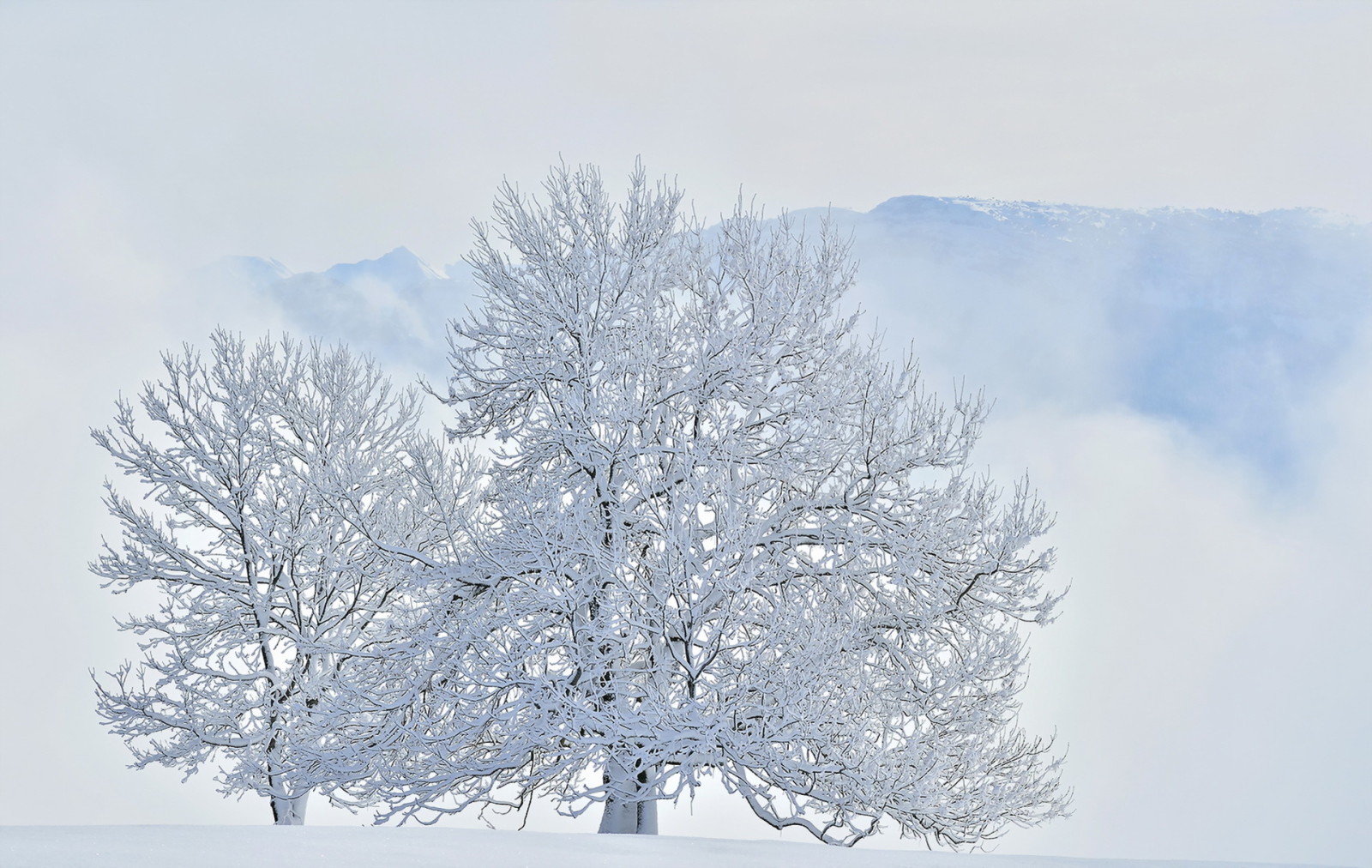 salju, pohon, musim dingin