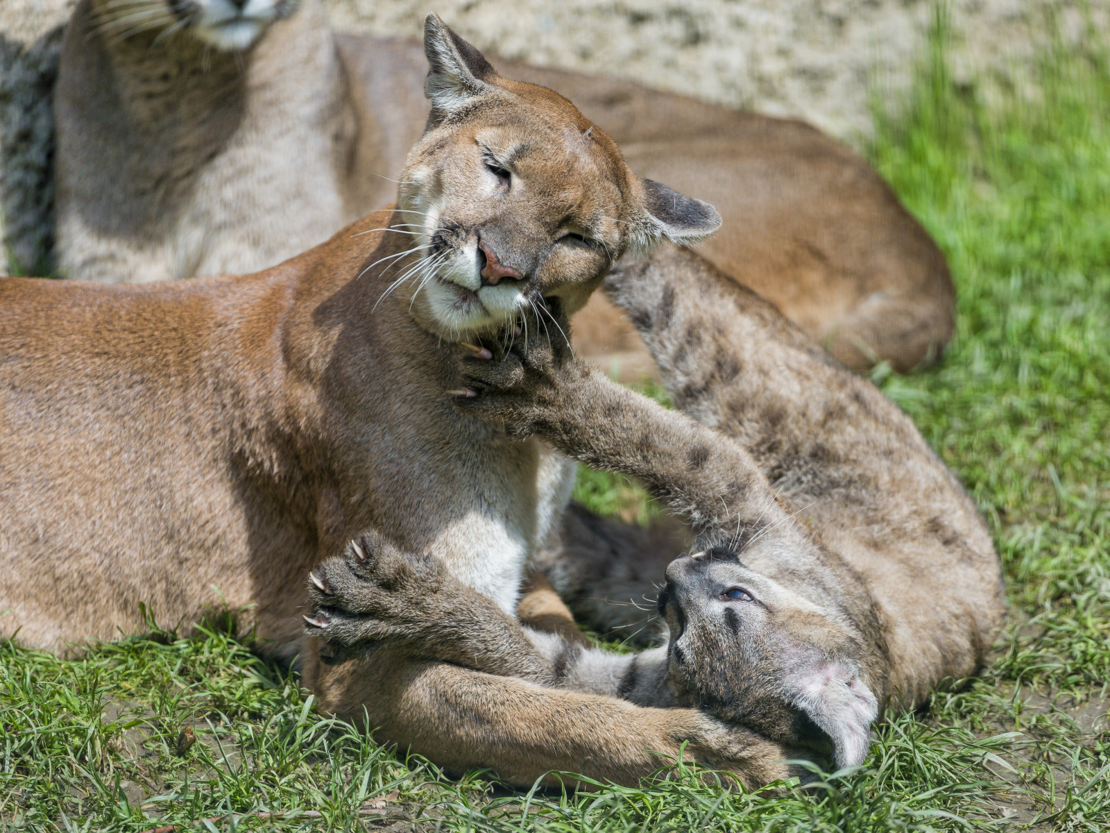 cỏ, con mèo, tro choi, đàn con, mèo con, Puma, Báo sư tử, © Tambako Con báo đốm