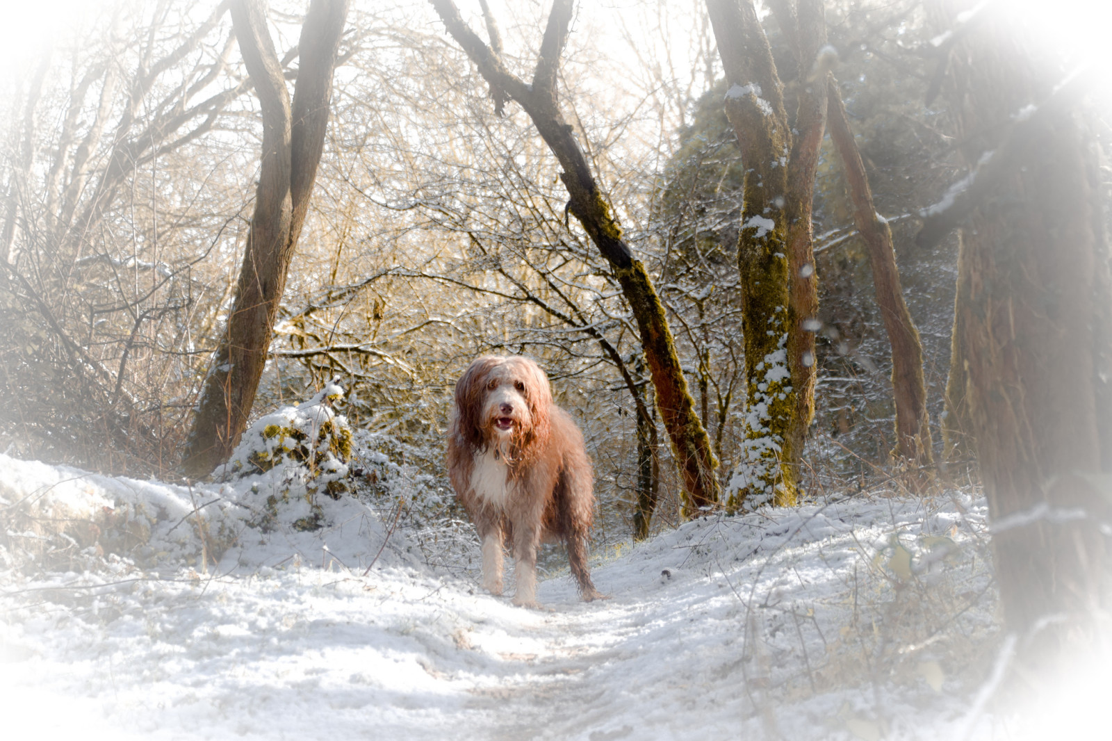 雪, 見て, 犬, 冬, 各