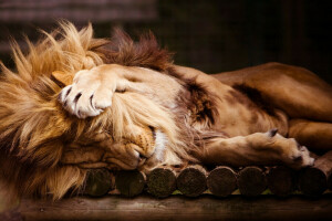 レオ, ライオン, たてがみ, 足, 睡眠, 動物園