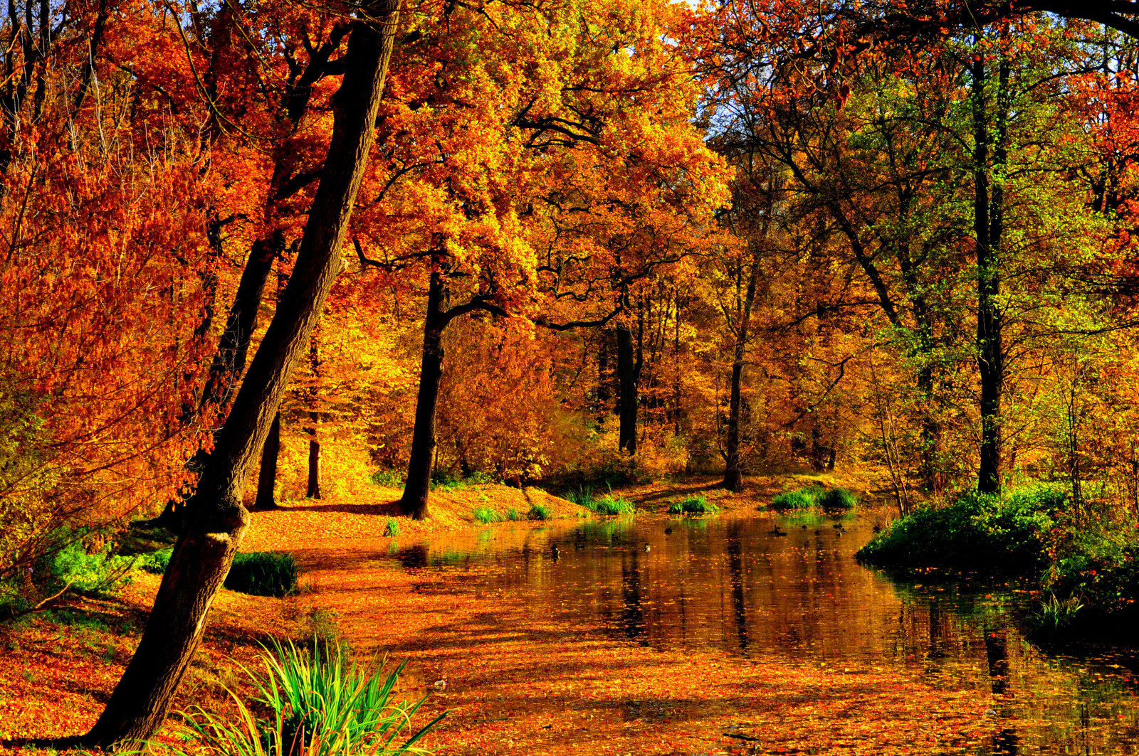 秋, パーク, 黄, 木, 葉, 水, 池, 太陽